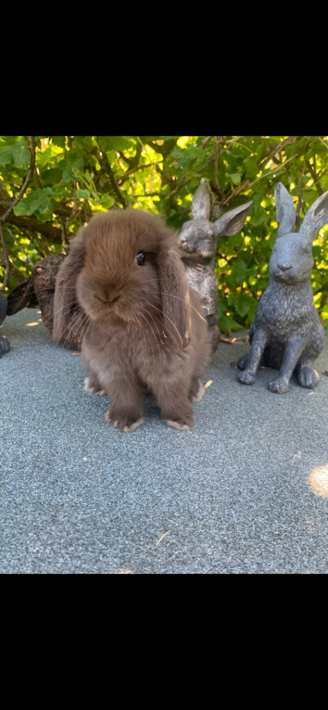 Baby Mini Lop Eared Rabbits - 8 Weeks Old- £80- R/T/Leave Now