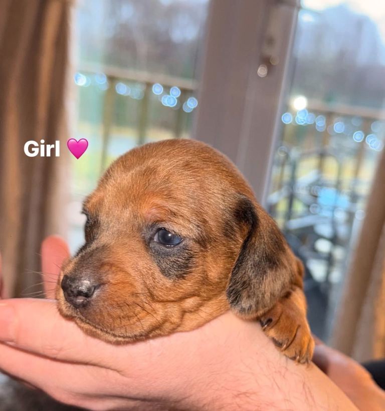 Miniature dachshund puppies for sale 