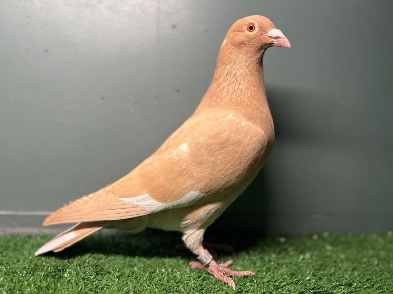 Colour Racing Pigeon 