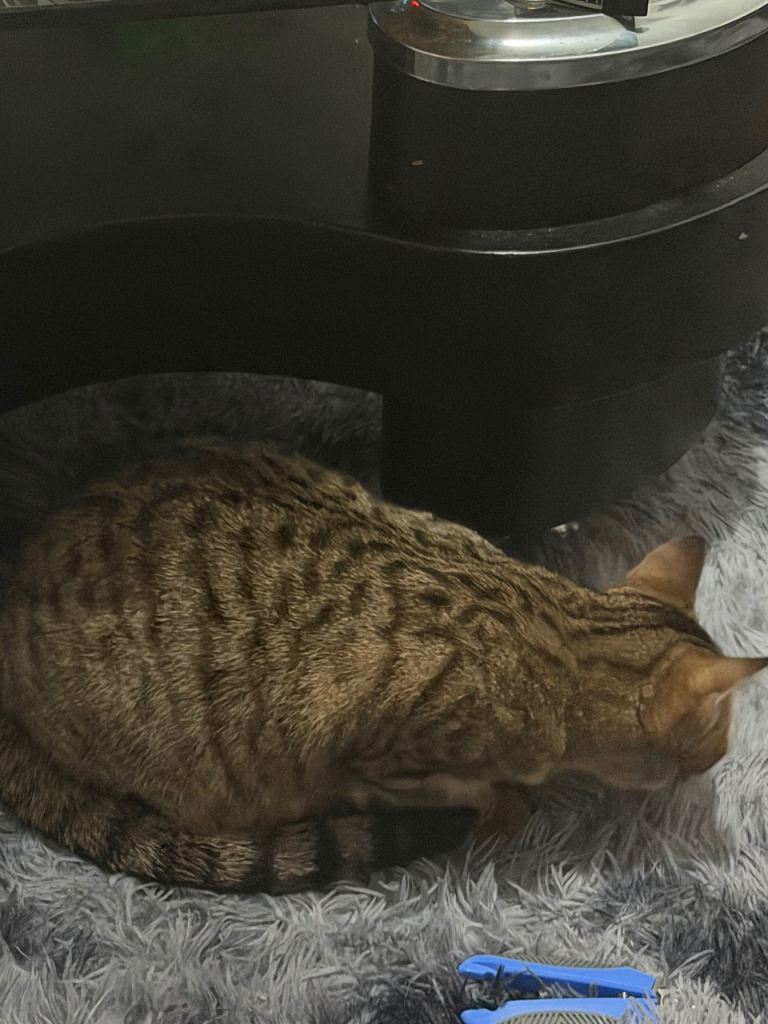 Adorable cat for sale