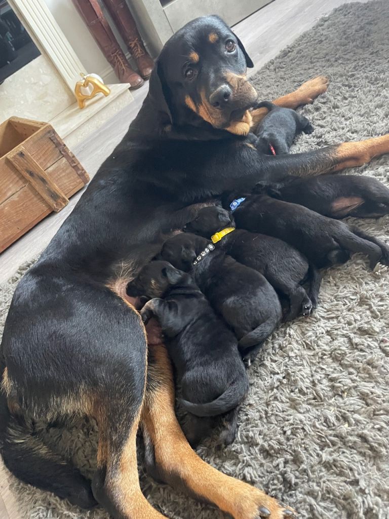 Rottweiler/ Retriever mix