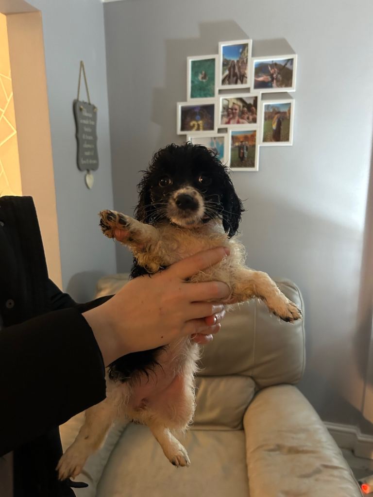 A beautiful little of 5 Cockerpoos 