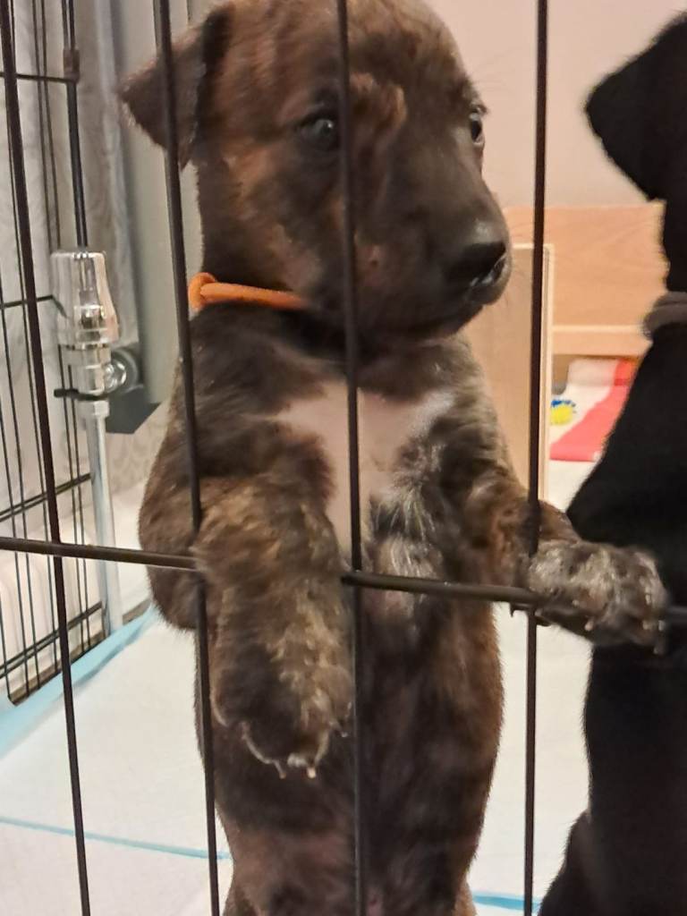 Puppies /known as whipador