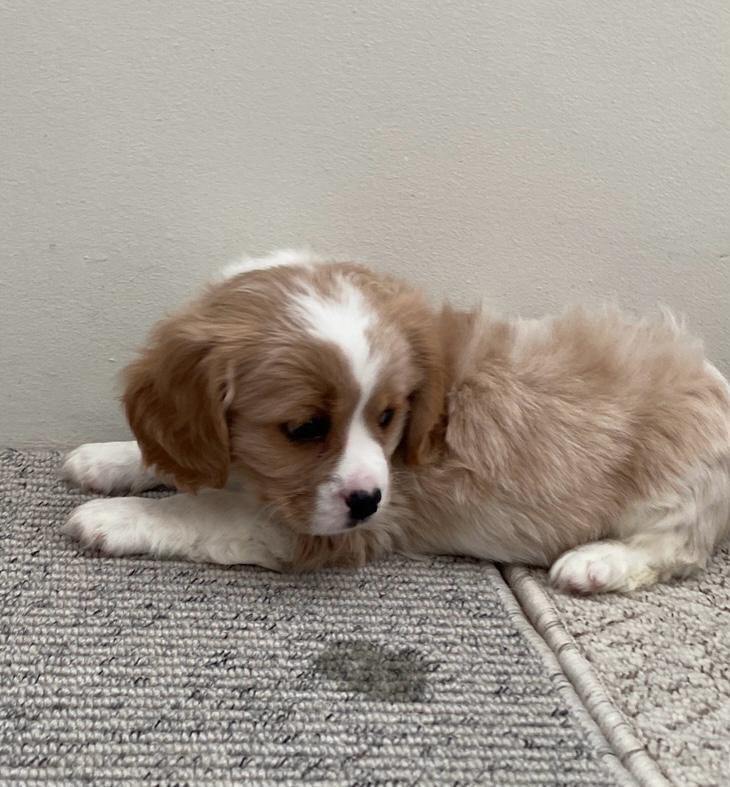  Cavachon puppies ONLY ONE BOY LEFT 