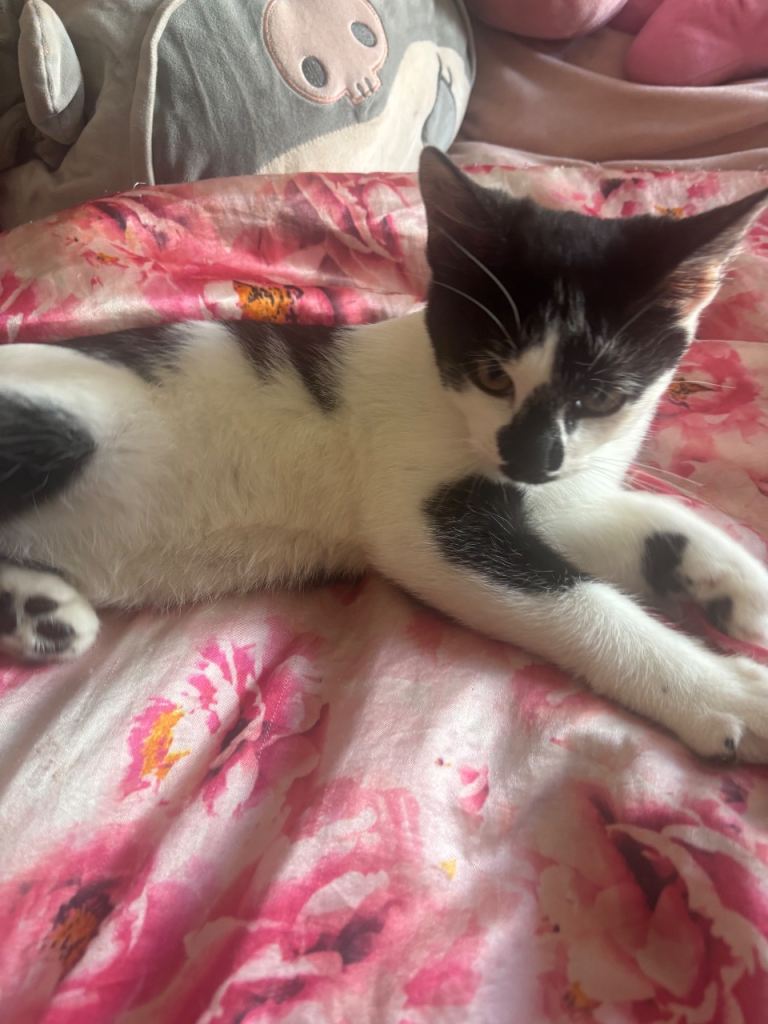 Eggfruit – 3-Month-Old Kitten Looking for a Loving Home 🐾