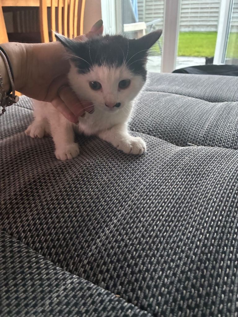 A beautiful kitten for sale 