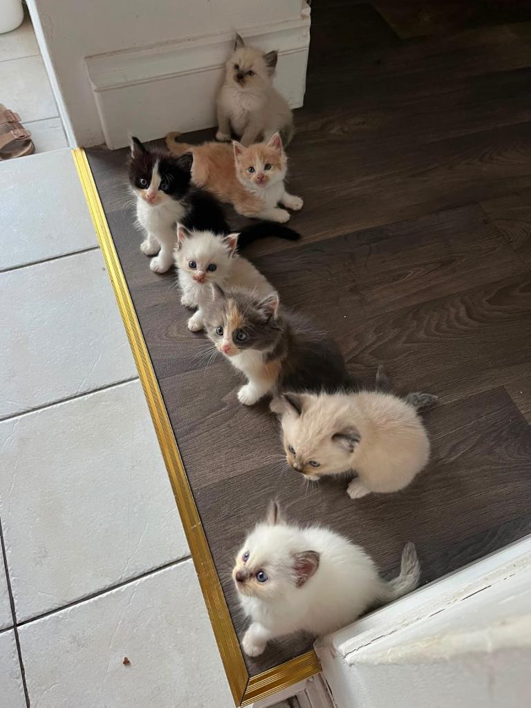 ✨Beautiful Ragdoll Kittens✨