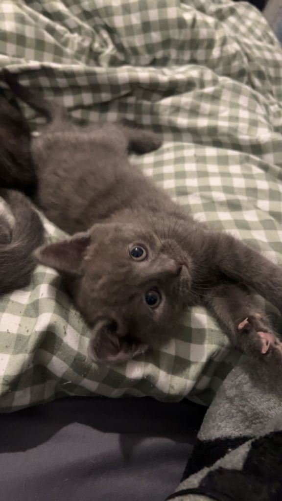 2 boy kittens 
