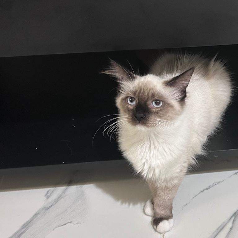Fluffy and floppy Ragdoll kittens female left 💕 
