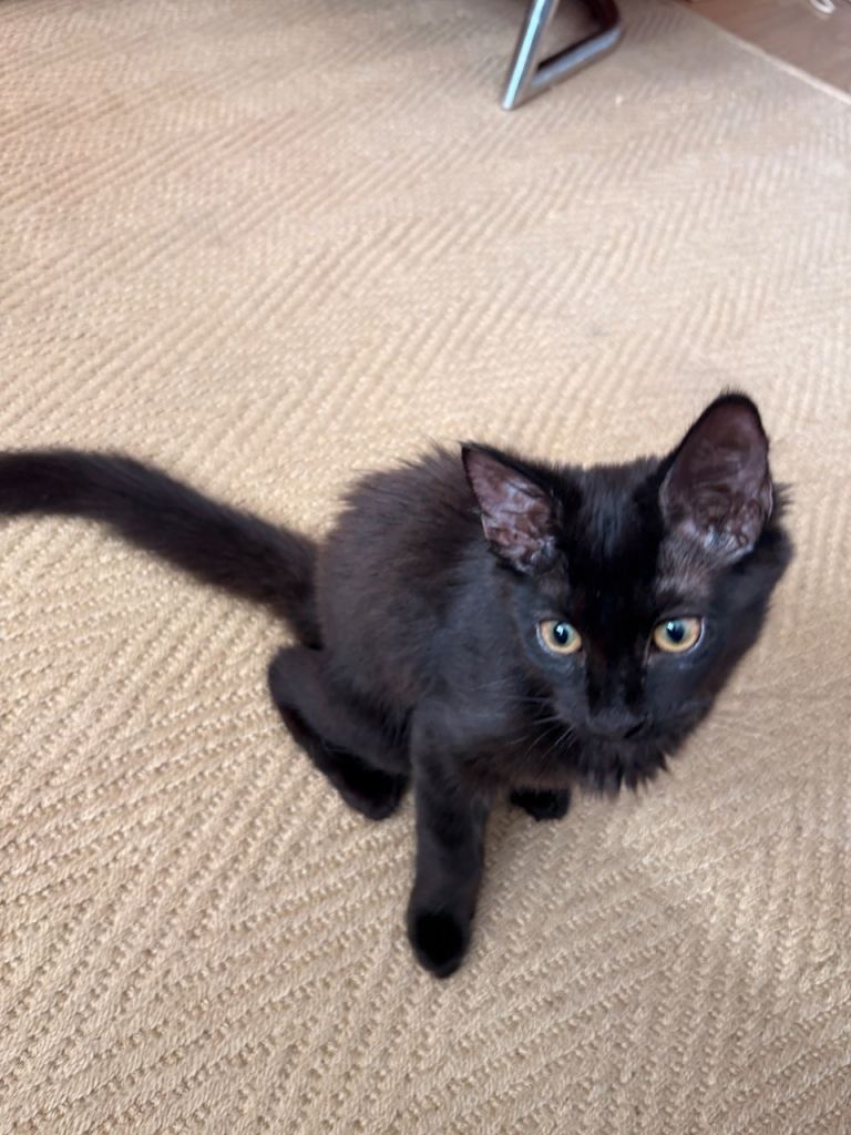 3 month old kitten