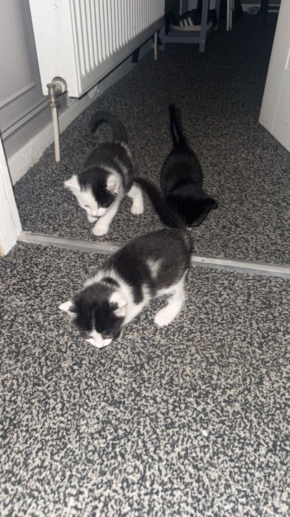 Kittens 