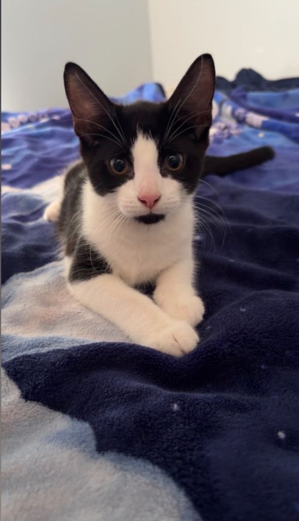 2 adorable kittens looking for forever homes