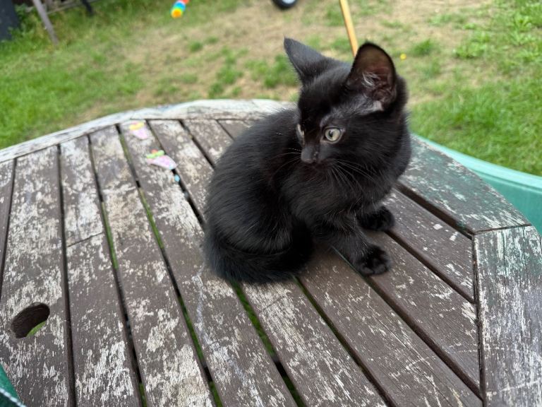 Kitten