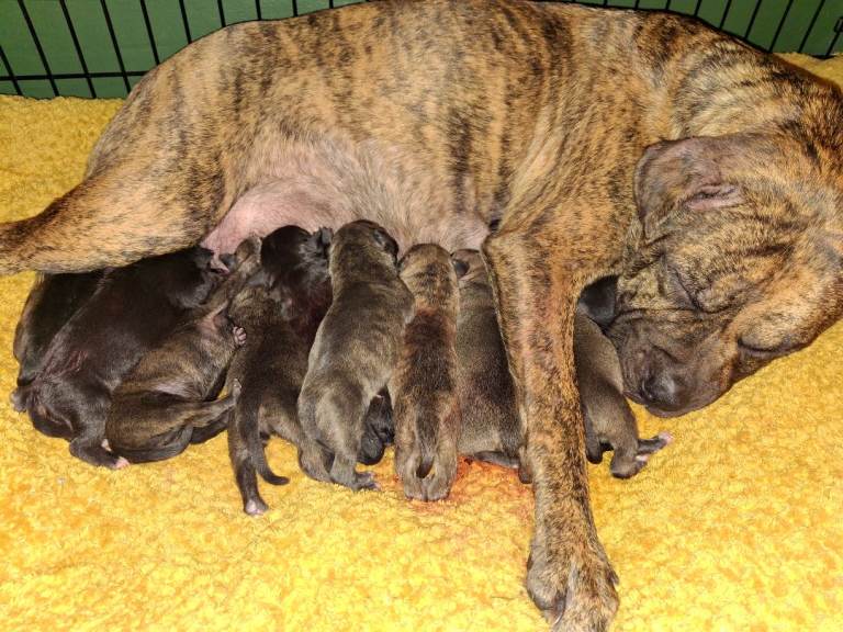 Staffy x pups 