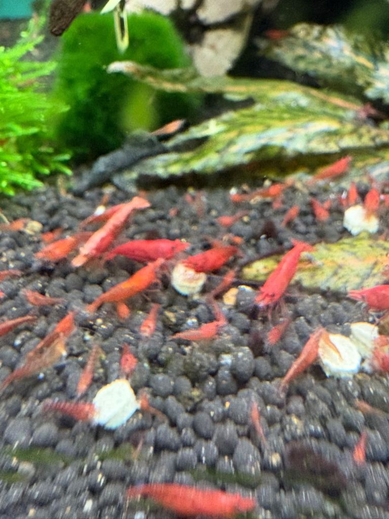 Shrimp/ tropical fish 