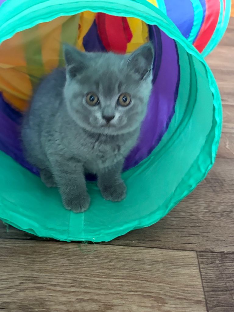 British shorthair kittens