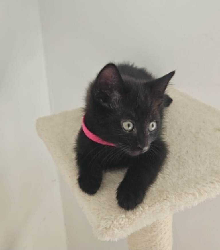 Female kitten 