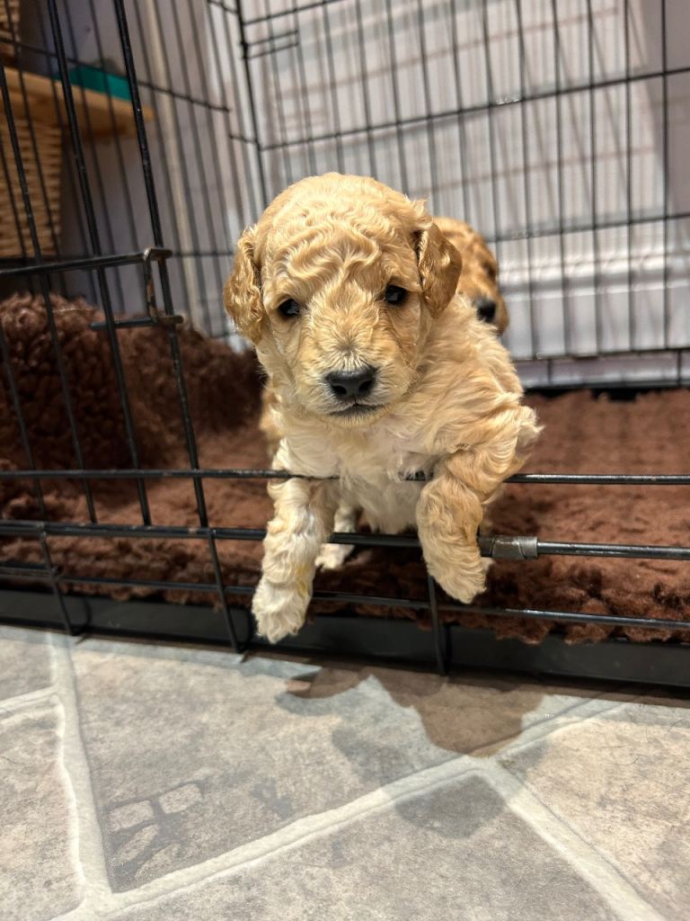 Beautiful Golden Cockapoo Puppies 