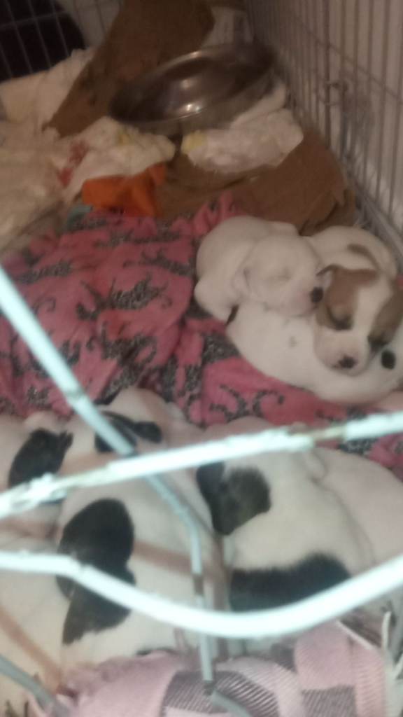 Staffordshire bull terrier puppys 