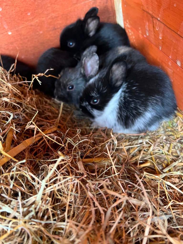 Baby rabbits