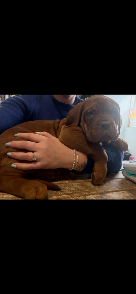 Dogue de Bordeaux 