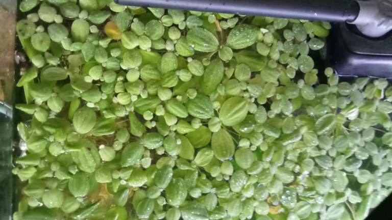 Floating aquarium plants jar full