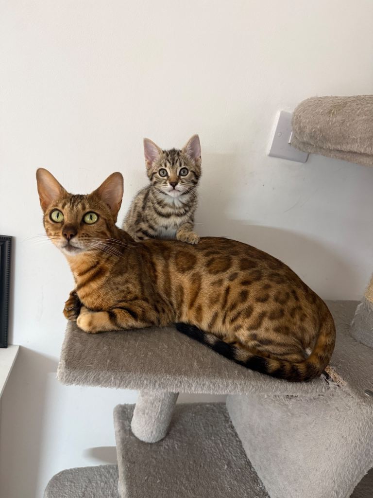 Half Bengal kittens 