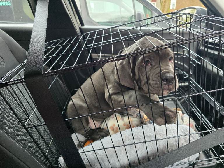 Puppy cage