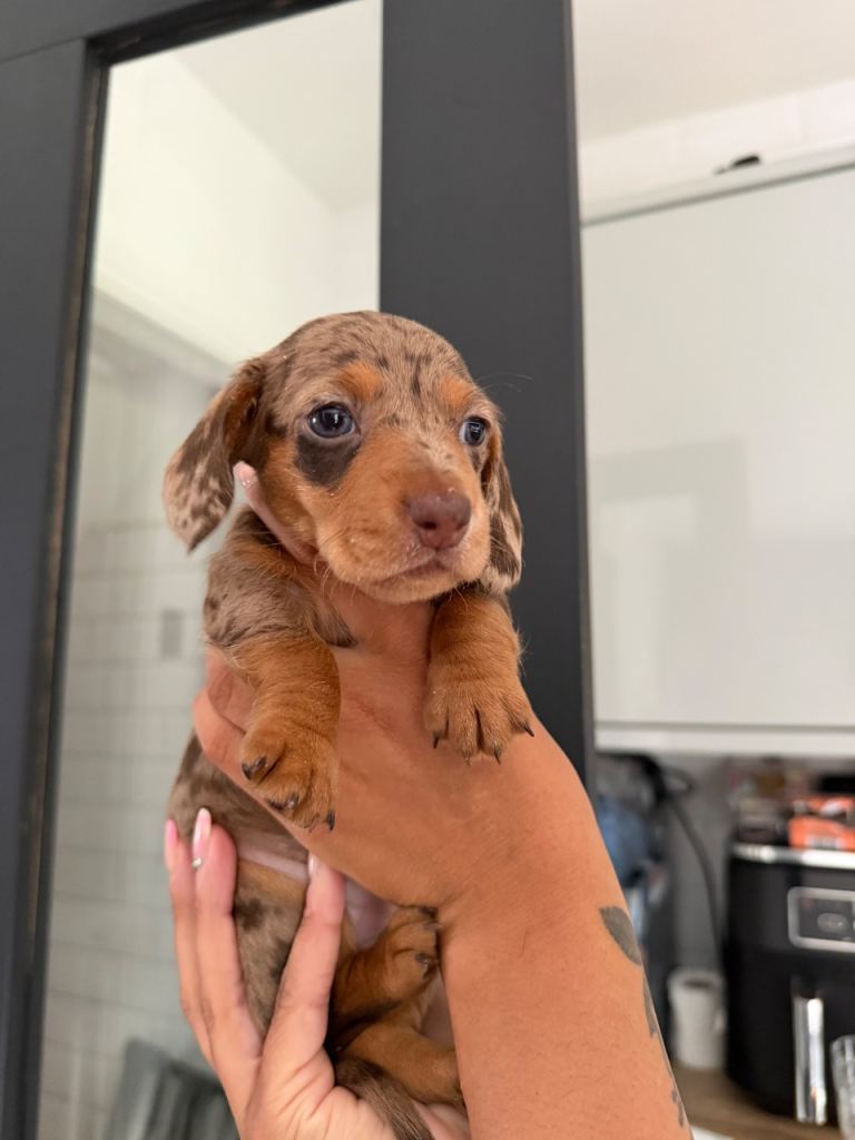 KC miniature dachshund Girls