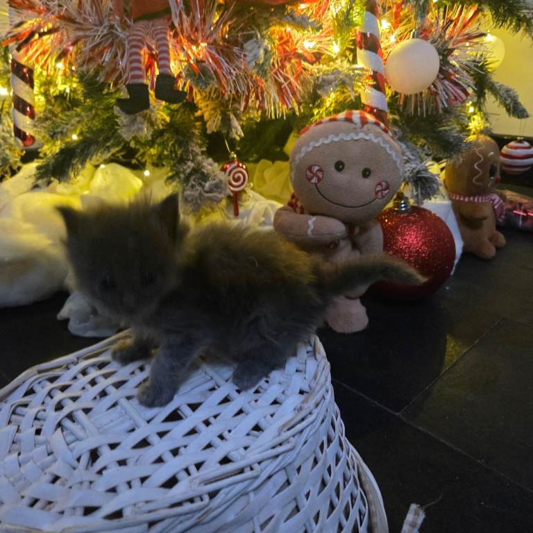 Champion russian Maine coon kittens