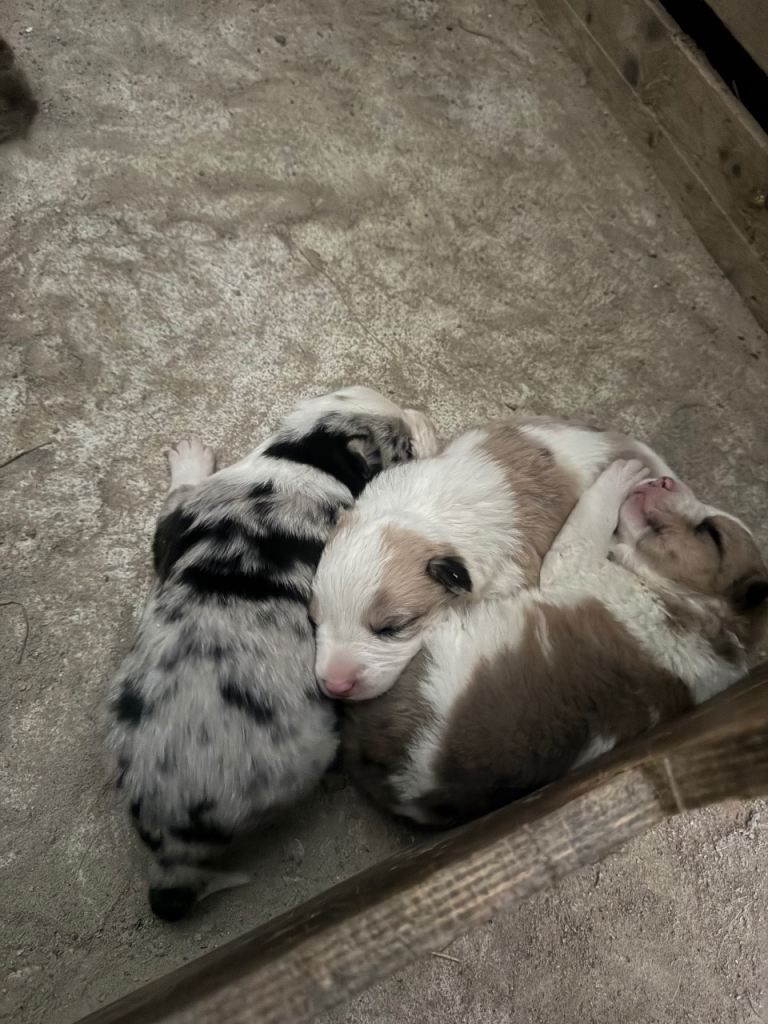 5 blue Merle 2 red merles 