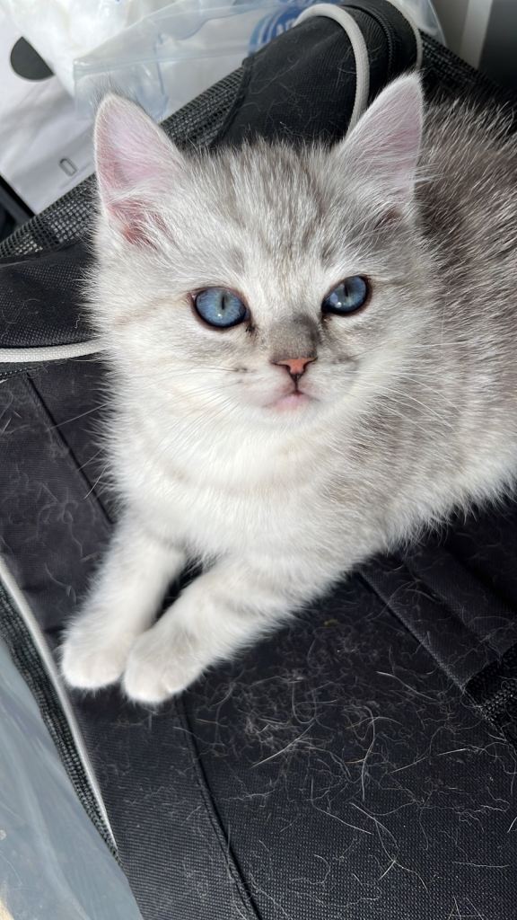 1  male British short hair kitten for sale 