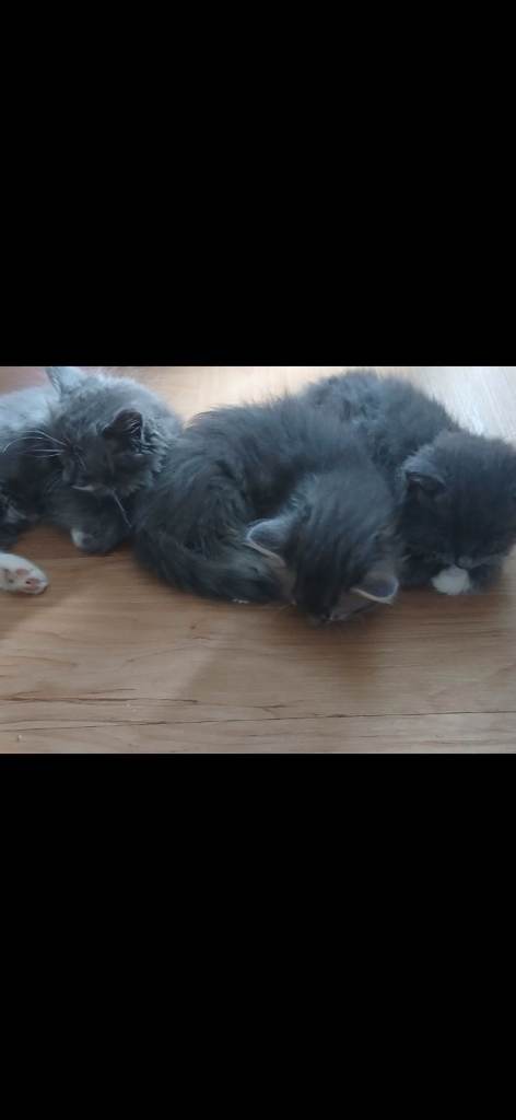 Maine Coon X British Shorthair