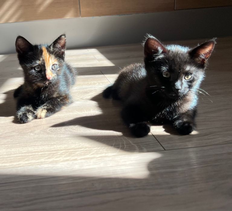 Black & Tortoise-Shell - [READY NOW]