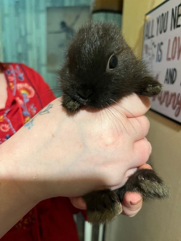 Netherland Dwarf / Minilop Bunnies 