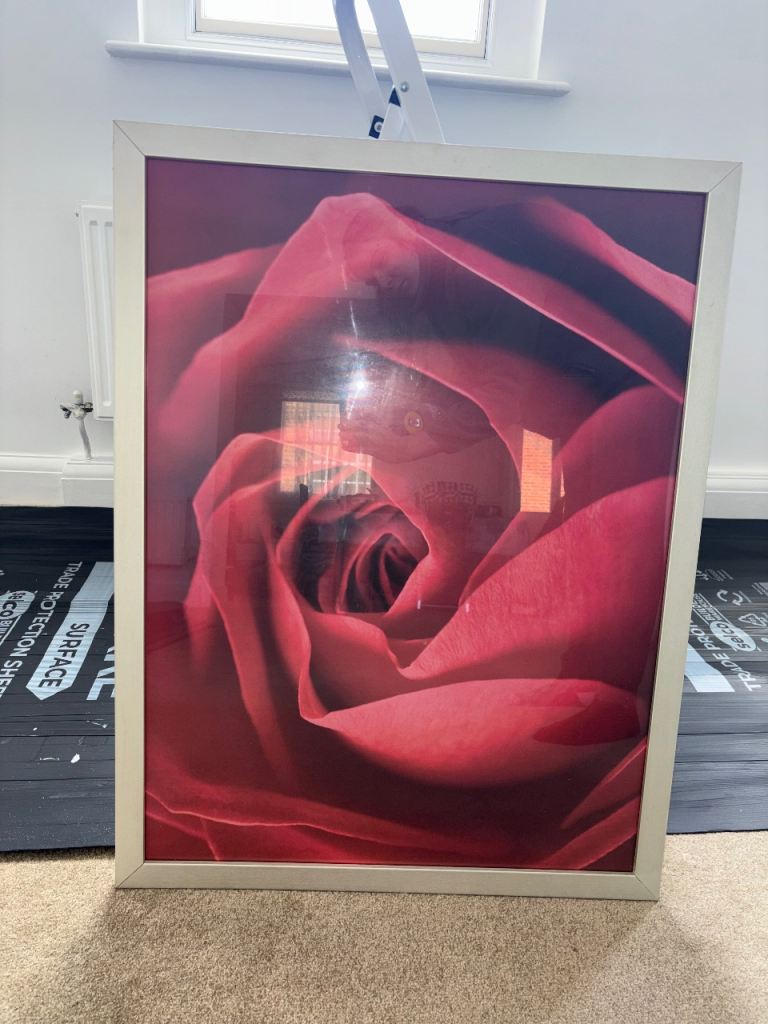 Rose photograph in large silver frame
