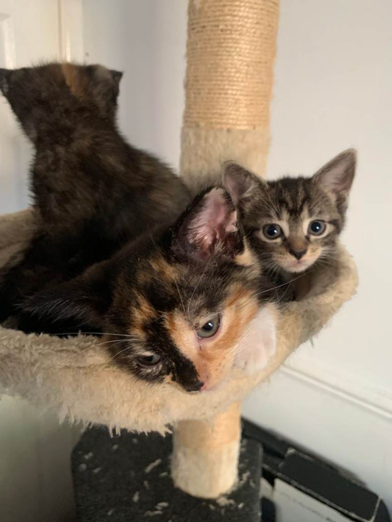 Cute Kittens ready for a new home