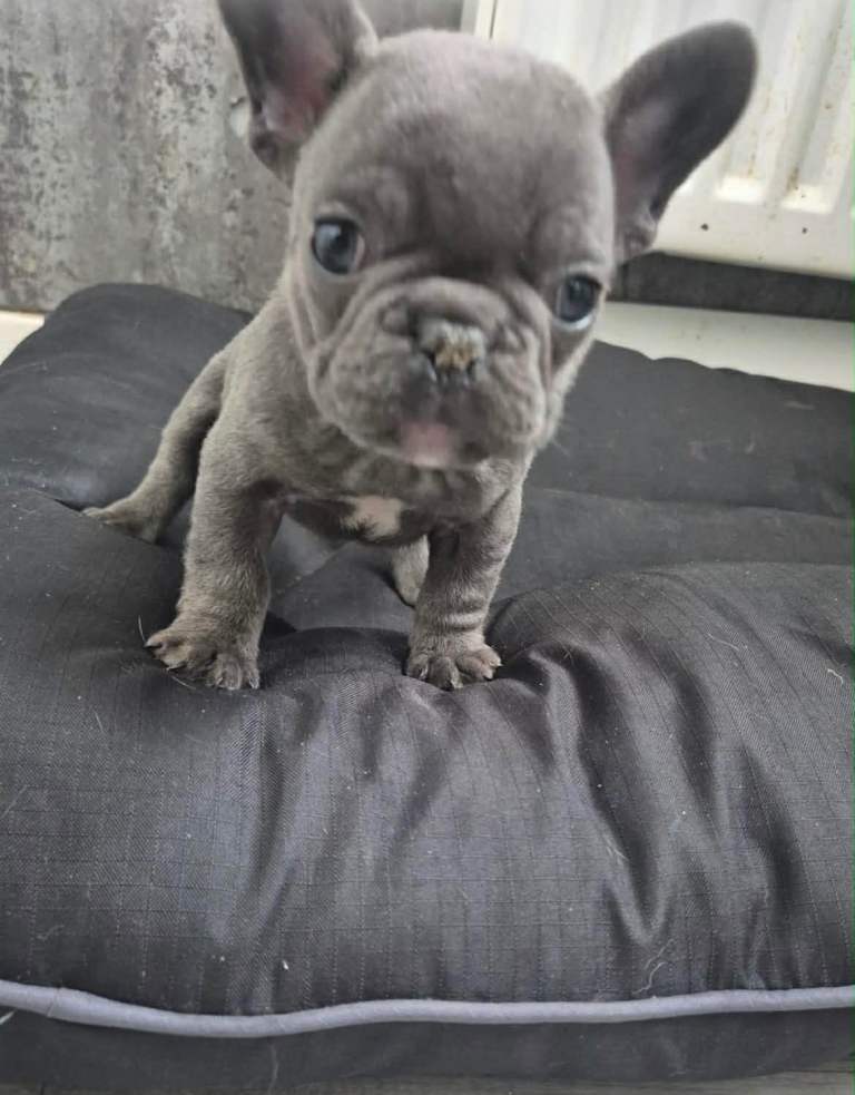 Mini French bulldog 