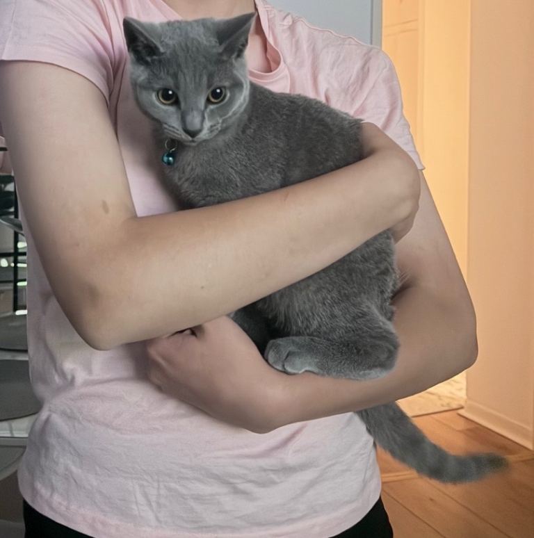 Kitten 