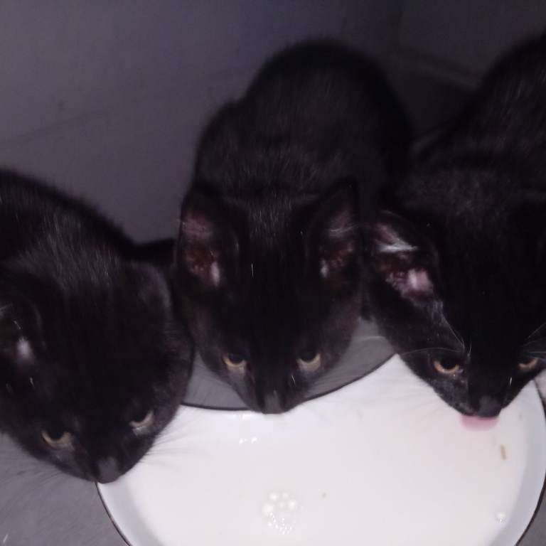 Kittens for sale