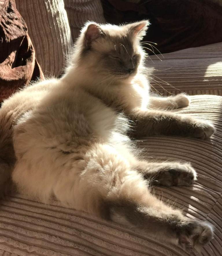 Ragdoll male adult cat