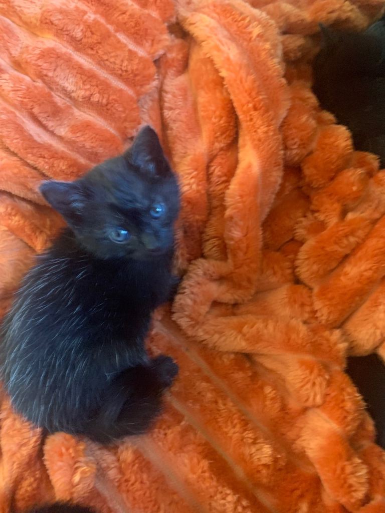 Fluffy Black kittens  ready now 