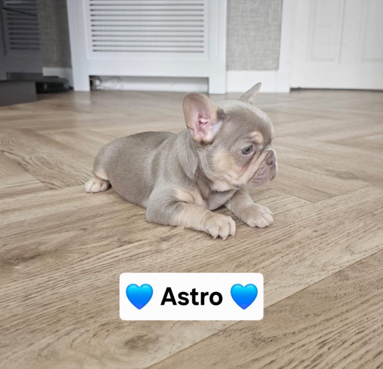 French bulldog pups 