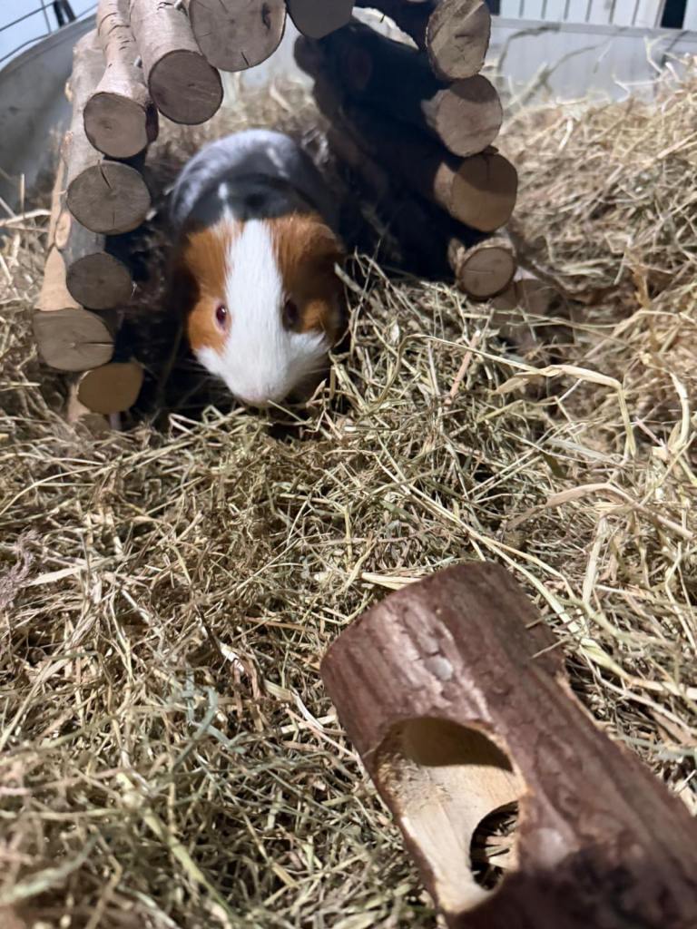 8 months old bonded males and enclosure