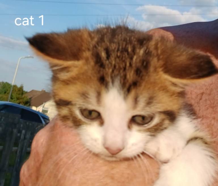 3 gorgeous kittens 