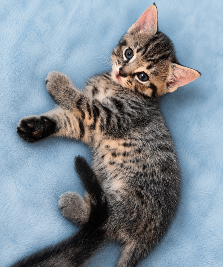 Beautiful Kittens 