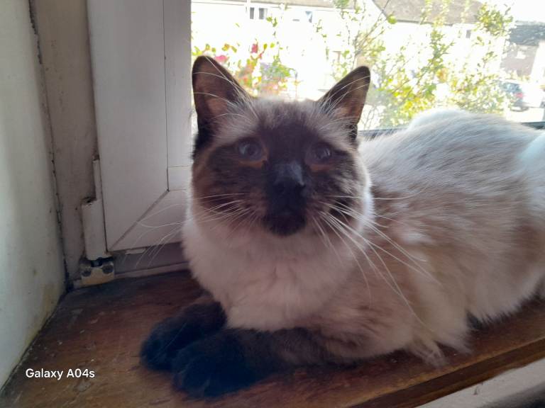 Pure bred ragdoll male kitten