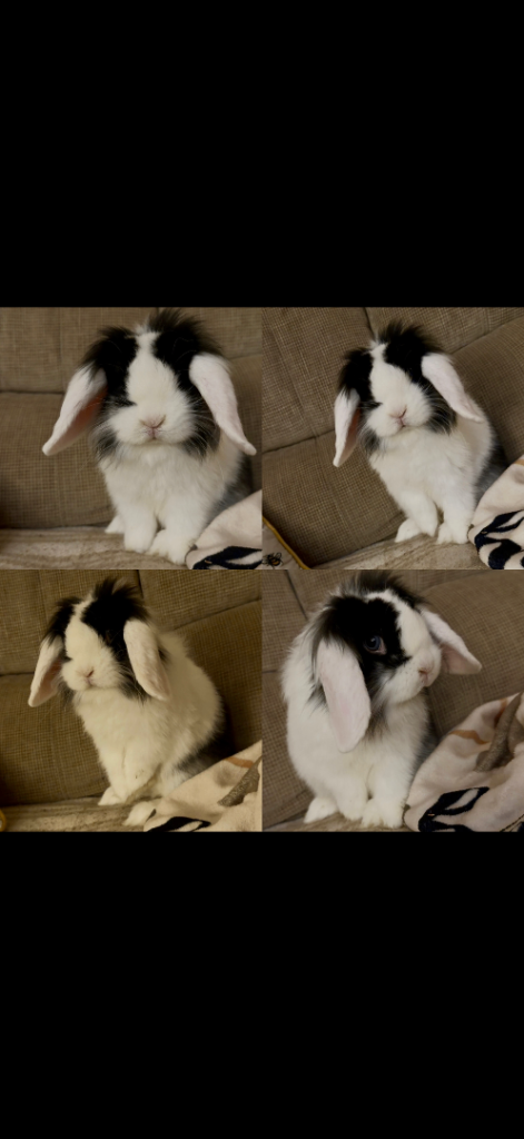 8month old female lionlop (mix between lionhead and mini lop)