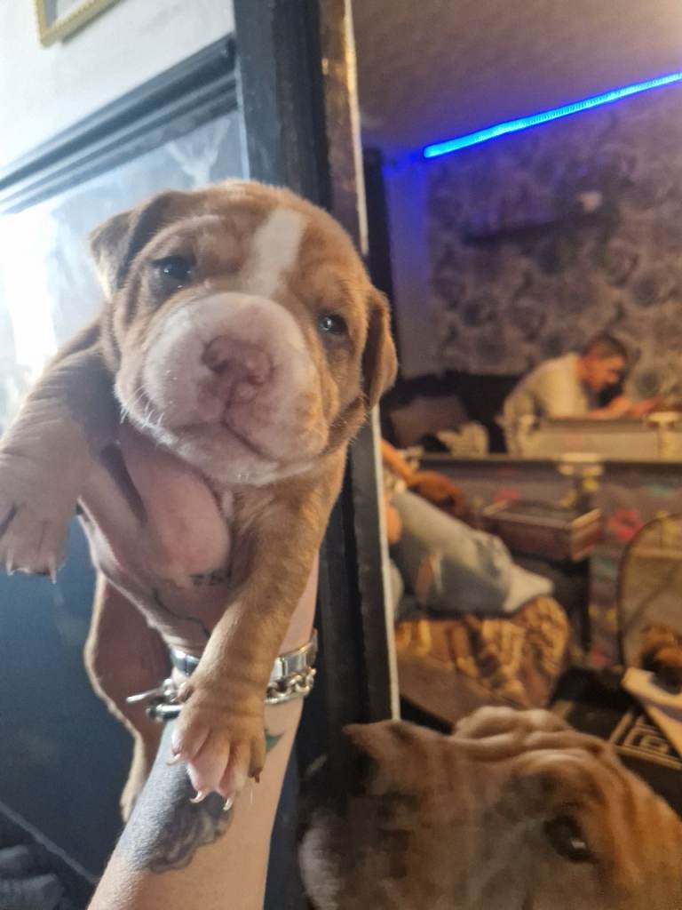 Old tyme bulldog with shar pai 