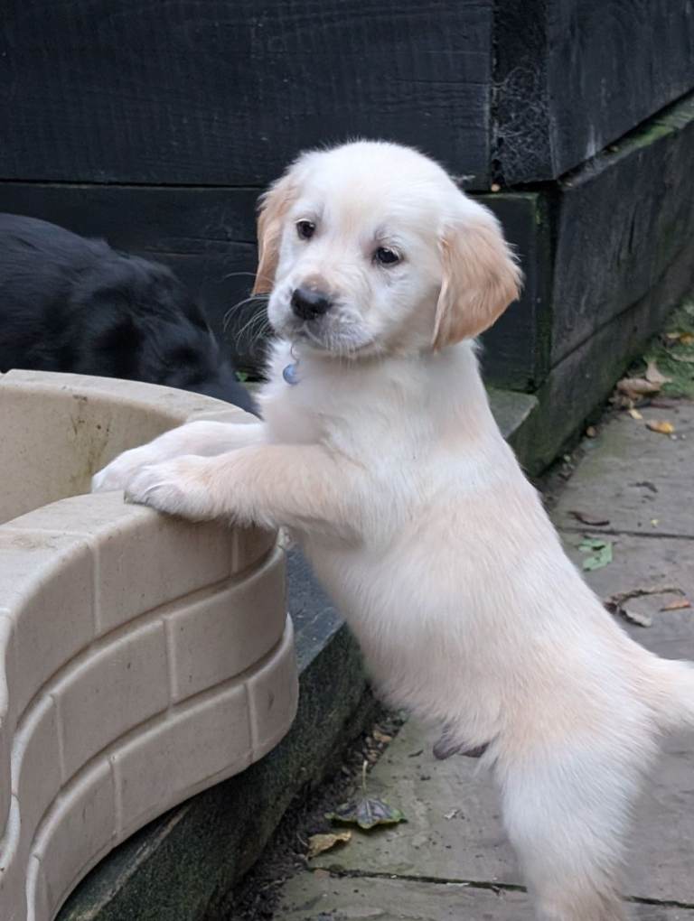 KC registered golden retriever cream